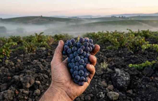 Vinhos de Bento Gonçalves: a tradição italiana que conquista prêmios