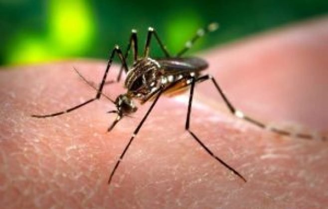 Dengue em Maceió: estratégias mantêm casos sob controle