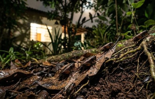 Entenda por que o canto dos grilos é bom para o seu quintal