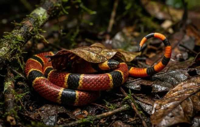 Cobra-coral: Por que ela raramente ataca e os cuidados necessários