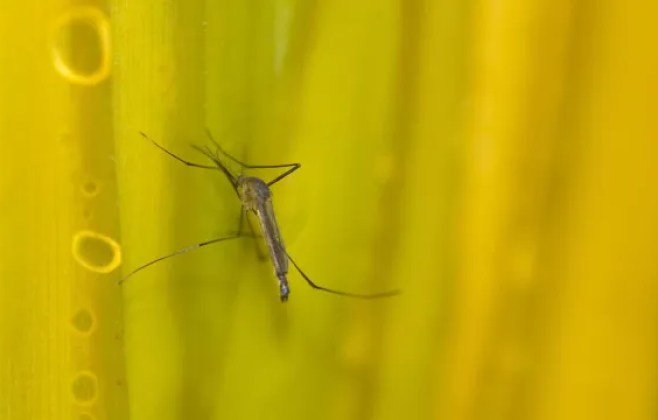 Alagoas em alerta: novas mortes por febre amarela em SP