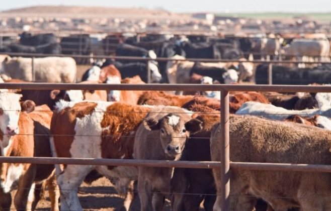Trump Pode Taxar Etanol e Têxteis, Mas Não Afeta Carne Bovina