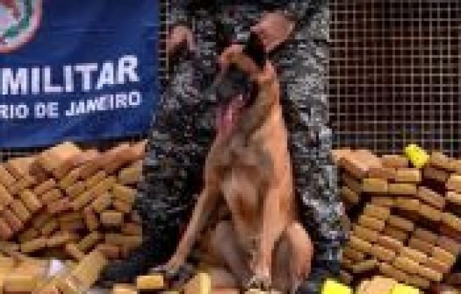 Cão farejador localiza 300 kg de drogas em comunidades de SP