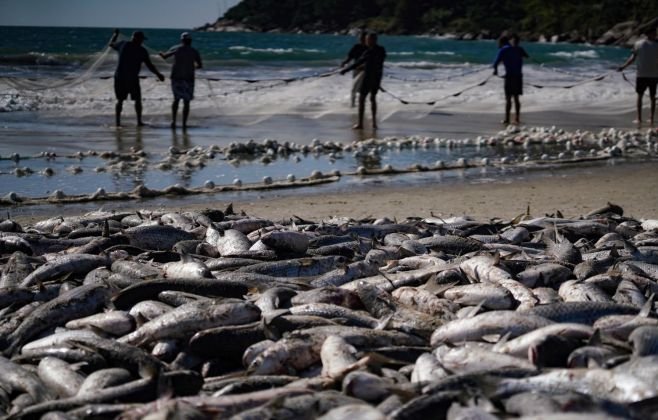 Suspensão da pesca de tainha no arrasto de praia em Alagoas