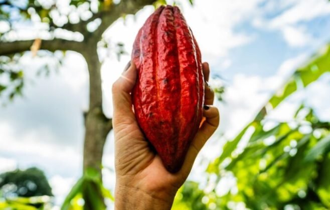 10 Motivos para Incluir Chocolate na Dieta em Alagoas 10 Motivos para Incluir Chocolate na Dieta em Alagoas