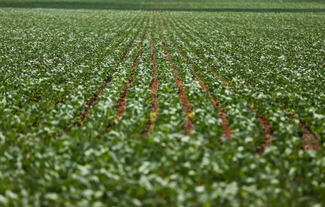Impasses entre agro e governo sobre dívidas impactam produtores de AL