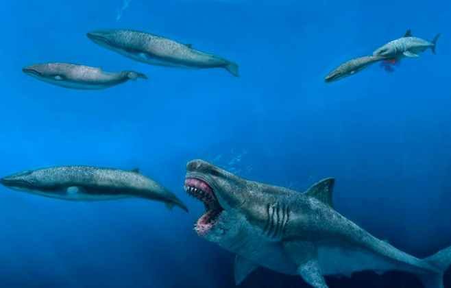 Megalodon: maior tubarão da história pode ter 24,3 metros