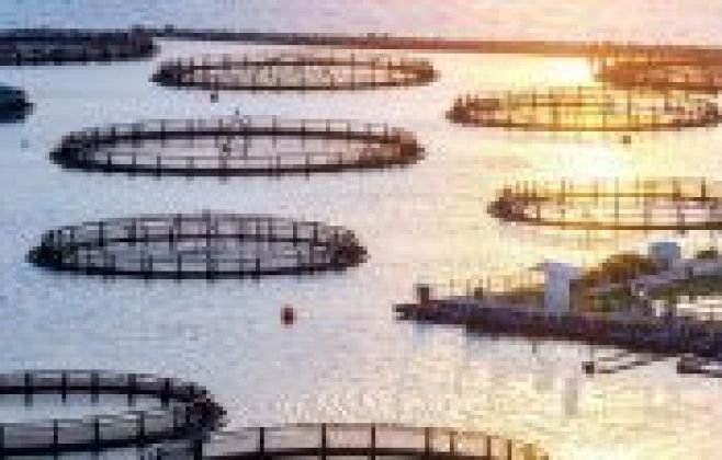 Vietnã critica restrições do Brasil às importações de tilápia