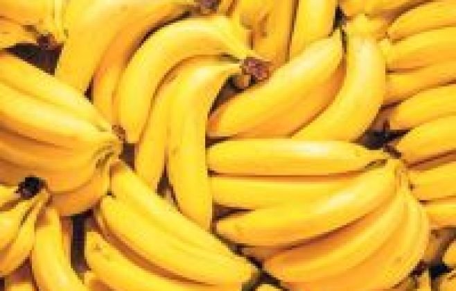 Projeto em Alagoas visa descarbonizar produção de bananas