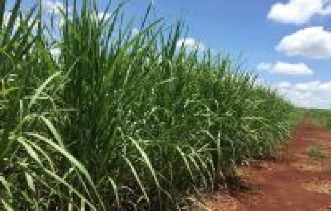 Grupo Maringá aplica R$ 120 milhões em energia renovável em Alagoas