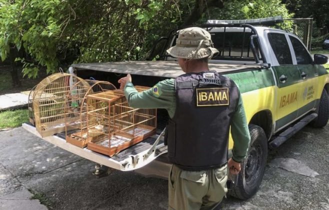 Novo projeto combate tráfico de animais e protege espécies em AL