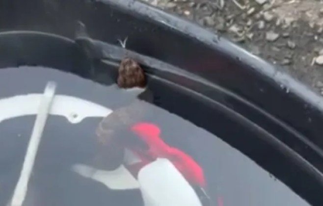 Estudante americano encontra cobra em capacete durante treino Estudante americano encontra cobra em capacete durante treino