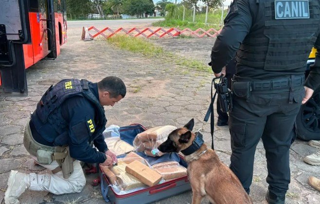 Homem preso com 31 kg de maconha em ônibus na BR-101 em Alagoas