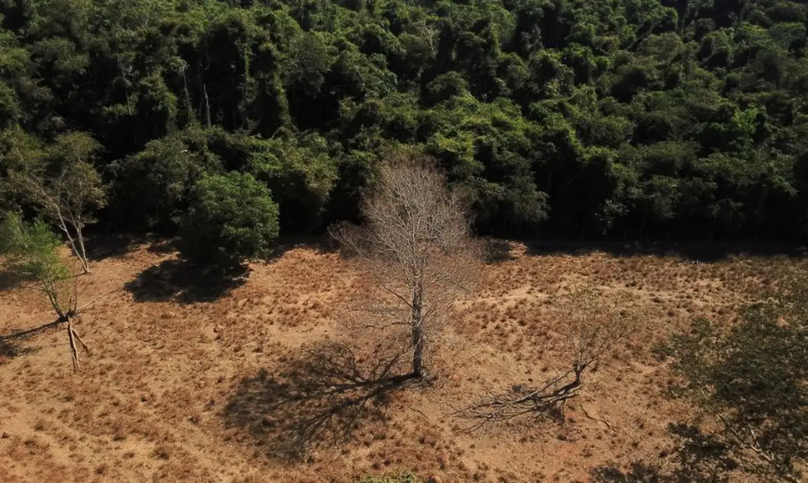 Pesquisa reavalia recuperação da Amazônia após desmatamento