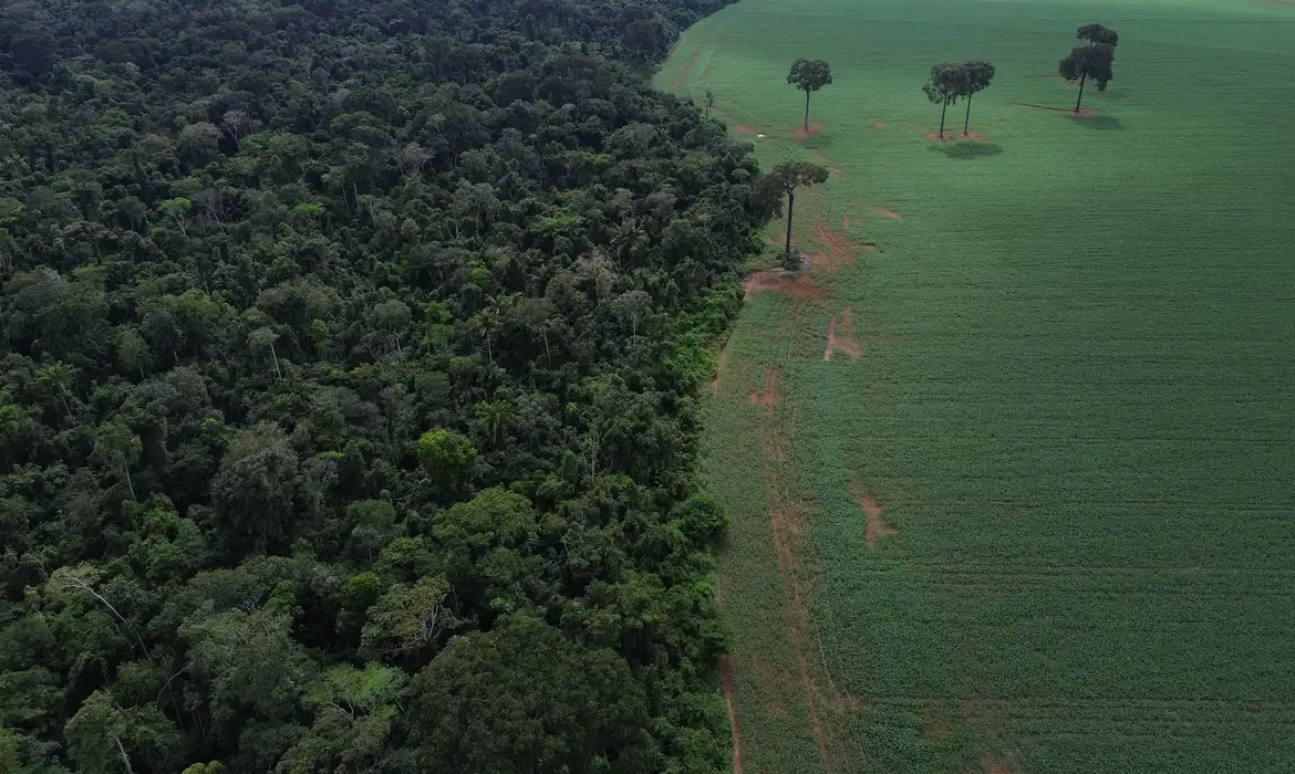 Queda de 42% nas perdas florestais no Brasil em 2025