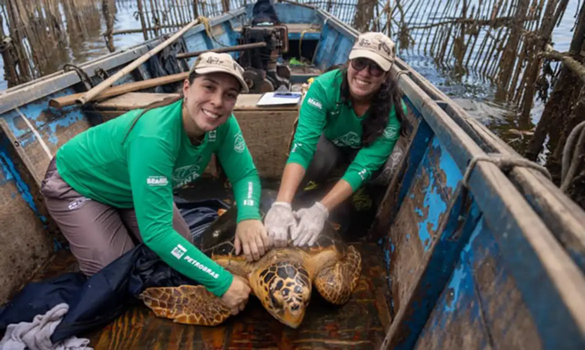 Reaparecimento de tartarugas-cabeçudas intrigam pesquisadores