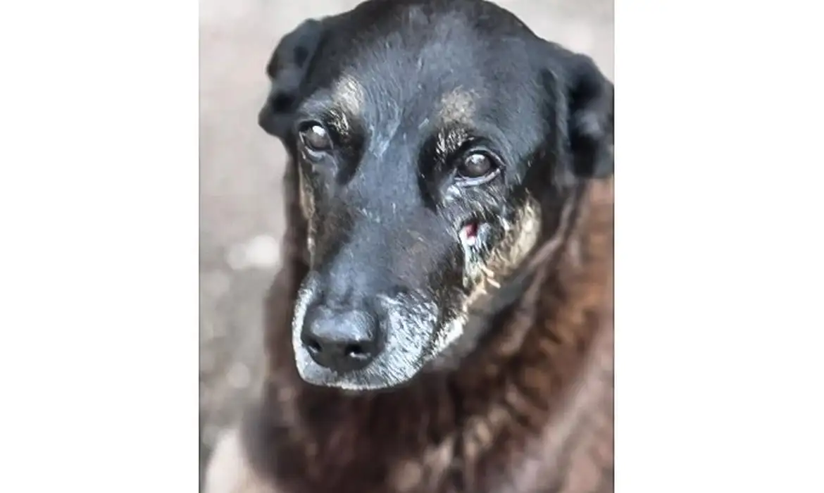 Ministério Público apura morte do cão Orelha em SC e arquiva caso Ministério Público apura morte do cão Orelha em SC e arquiva caso