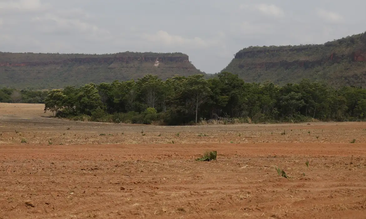 Crescimento da vegetação nativa no Brasil é de 260% em 38 anos