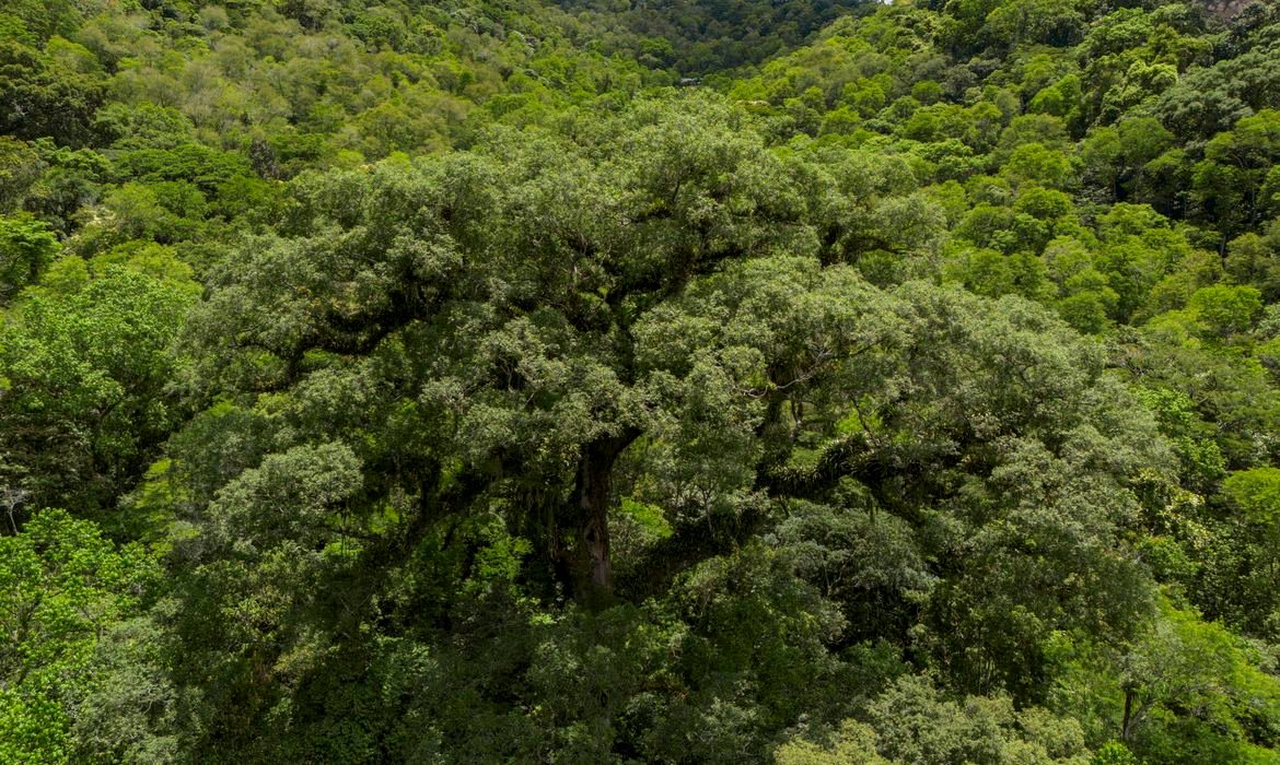 Desmatamento na Mata Atlântica cai 28% em 2025