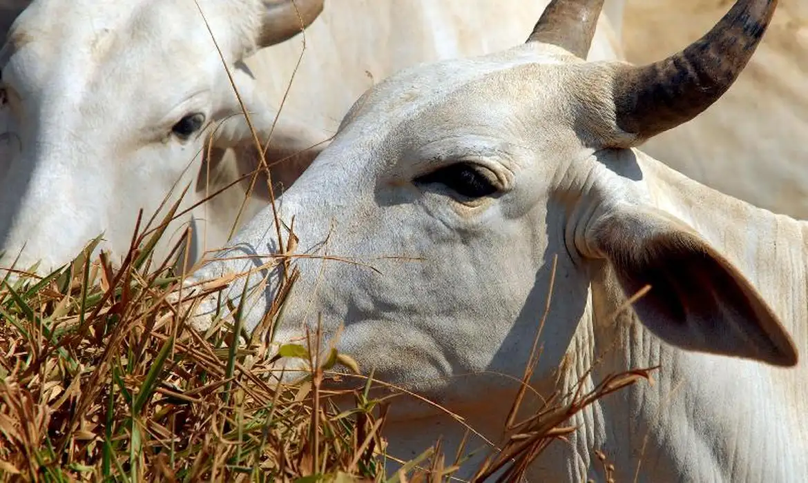 Brasil fica fora da lista de exportadores de carne para a Europa