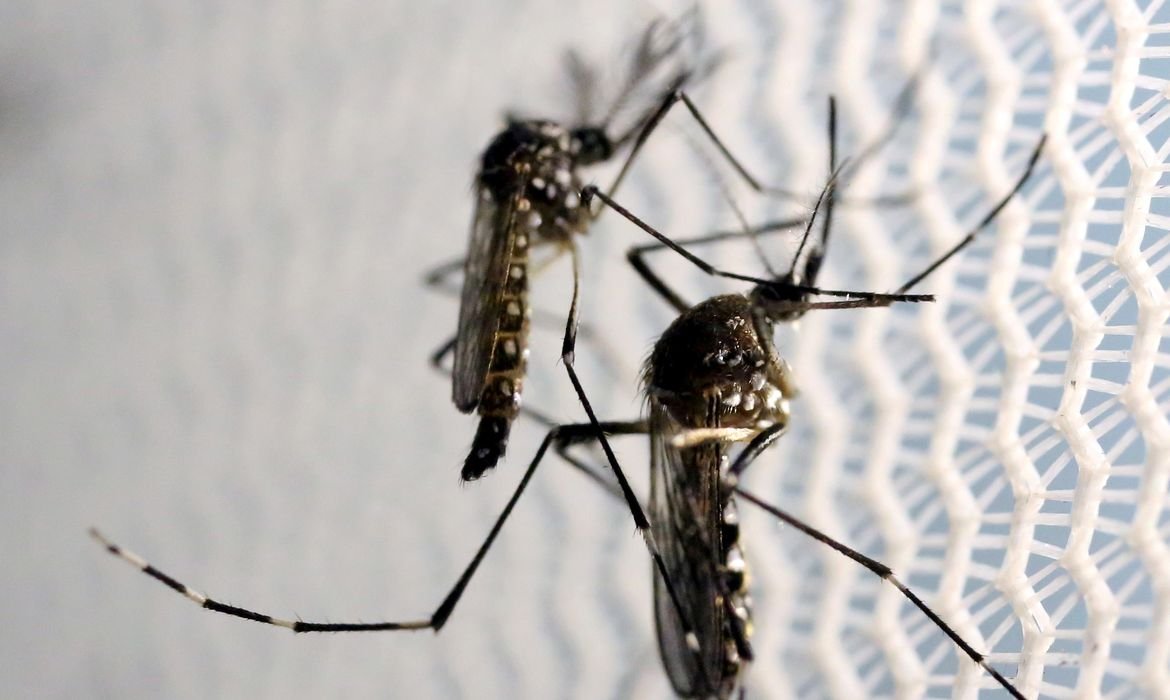 São Paulo registra nova alta de mortes por febre amarela