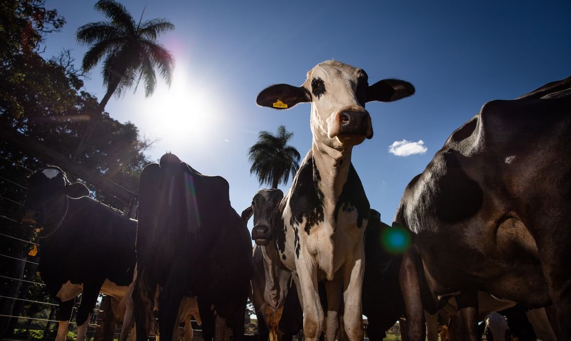 Veto da União Europeia à carne brasileira começa em setembro