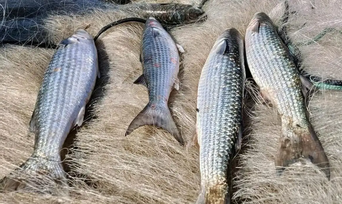 Suspensão da pesca de tainha começa neste domingo