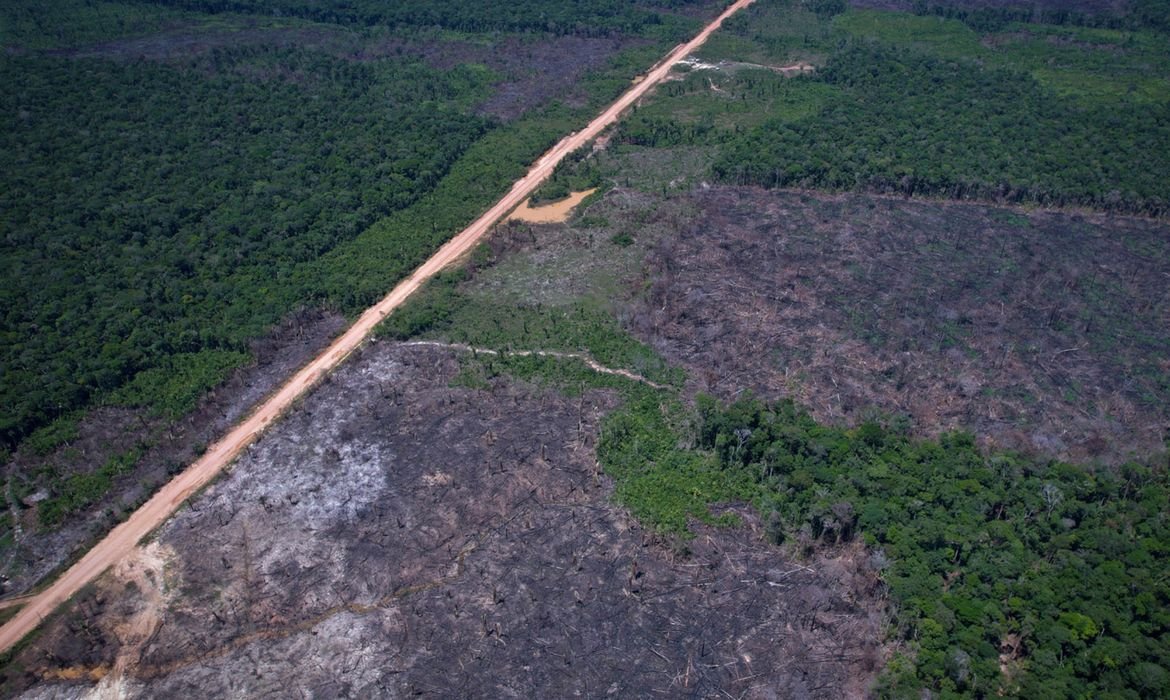 Queda no desmatamento da Amazônia alcança 36,87% em um ano