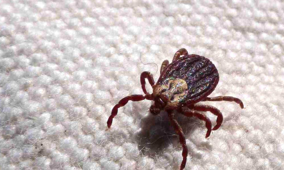 Febre maculosa causa 18 mortes em SP no primeiro semestre de 2023