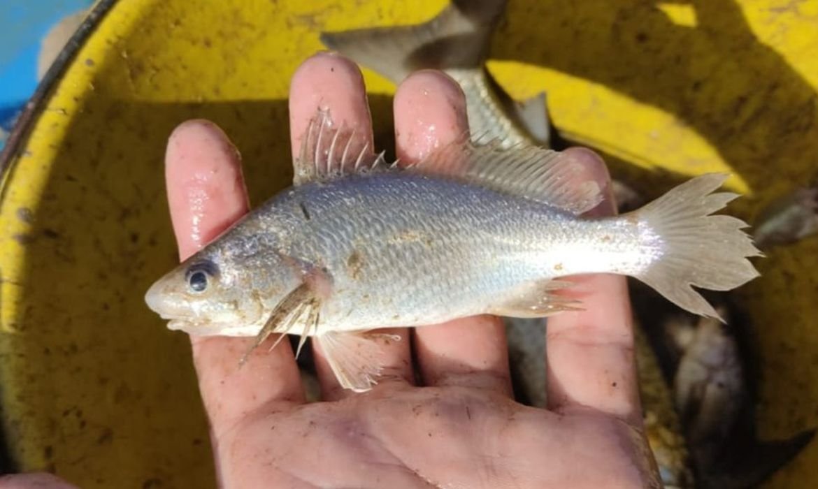 Peixes no Espírito Santo apresentam deformações recordes