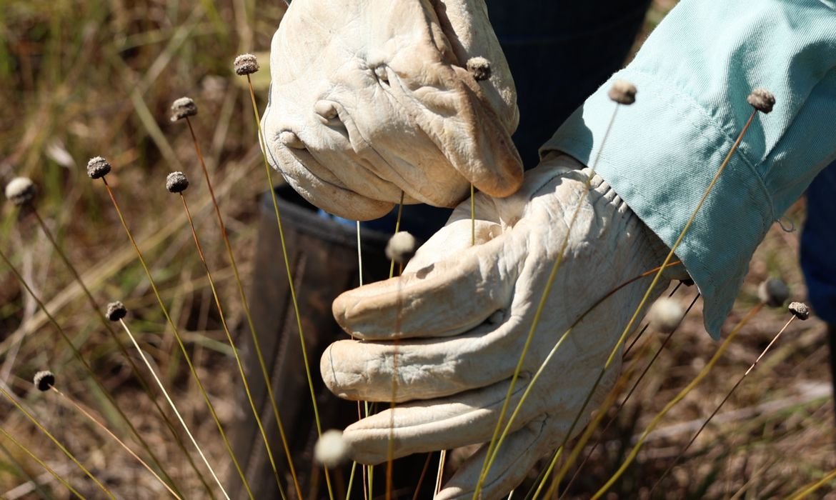 Redescoberta de plantas raras no Quadrilátero Ferrífero Redescoberta de plantas raras no Quadrilátero Ferrífero